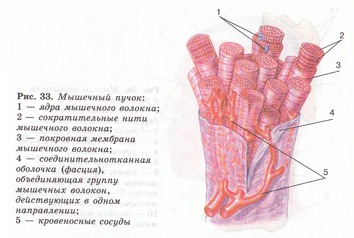 Рисунок мышечного пучка