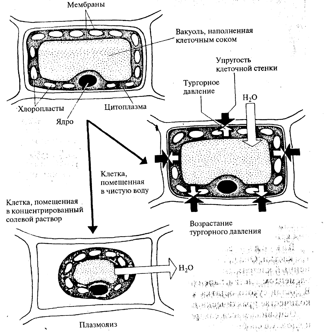 Давление клеток. Тургорное давление в растительных клетках. Тургорное давление в клетке растения. Тургорное давление структура клетки. Осмос растительной клетки схема.