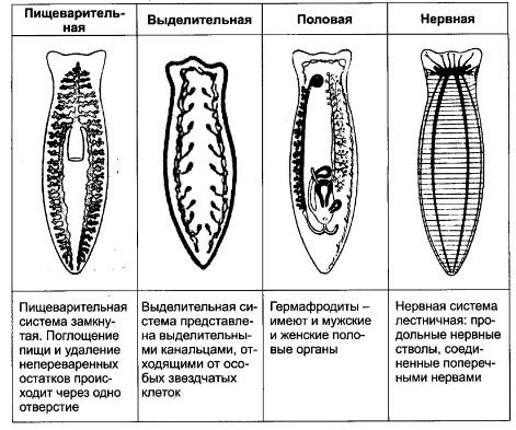 Тип плоские черви