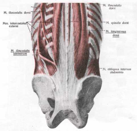 Глубокие мышцы спины медунивер