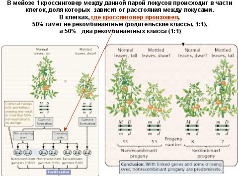 Гены располагающиеся в разных хромосомах