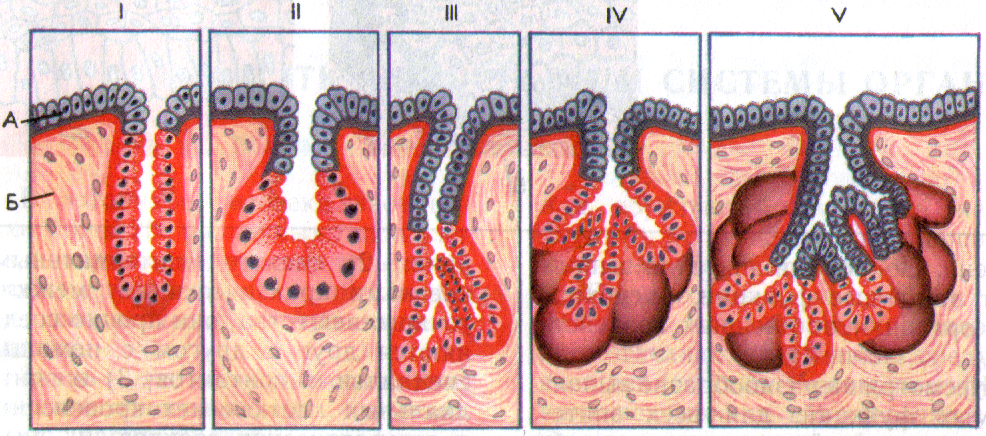 Экзокринные железы выводные протоки. Железистый эпителий анатомия. Железистый эпителий железы строение. Железистый эпителий мерокриновый. Железистый эпителий экзокринные железы.