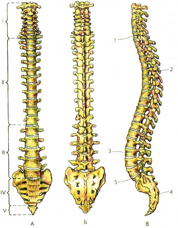 Скелет человека спина. Скелет анатомия Позвоночный столб. Скелет туловища позвонки анатомия. Позвоночный столб анатомия Синельников. Скелет туловища человека Позвоночный столб.
