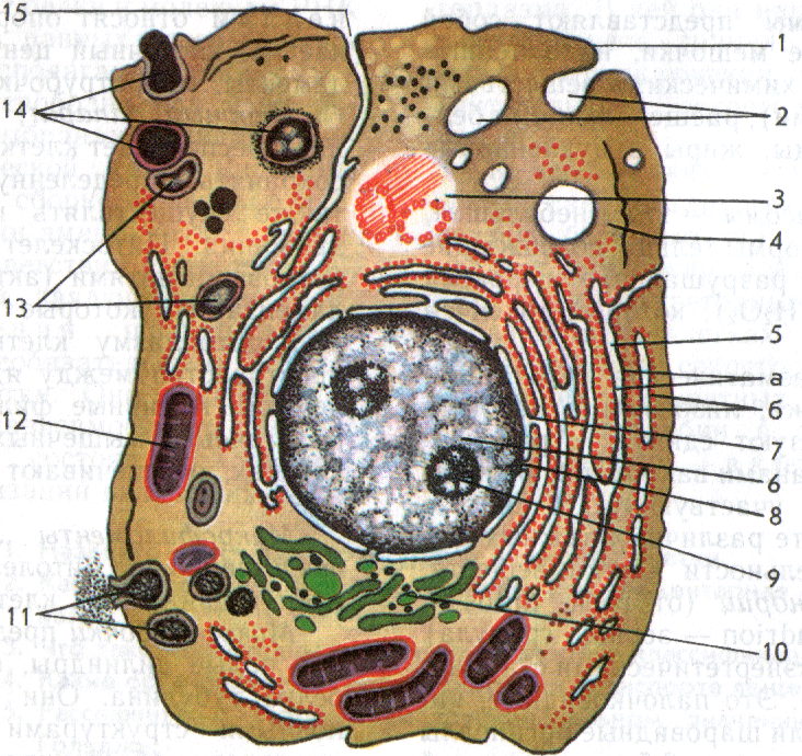 Клетка самое главное. Строение животной клетки клетки без подписей. Строение органелл животной клетки. Органоиды животной клетки без подписей. Органеллы животной клетки схема.