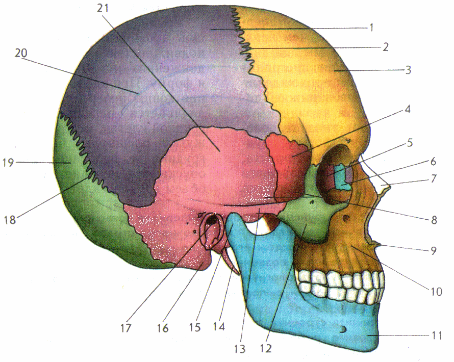 Соединение между лобной и теменной костями. Теменные кости черепа анатомия. Кости черепа человека анатомия швы. Швы черепа вид сбоку. Теменная часть черепа анатомия.
