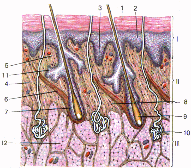 Кожные железы. Кожа и ее производные анатомия. Строение кожи и ее производных. Структуры кожи и её производные. Производные кожи строение.