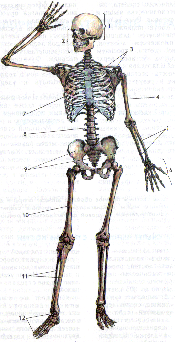 Кости человека 4 класс окружающий мир. Строение человека кости скелета. Скелет человека анатомия без подписей. Строение человека скелет с цифрами. Рис 13 скелет человека.