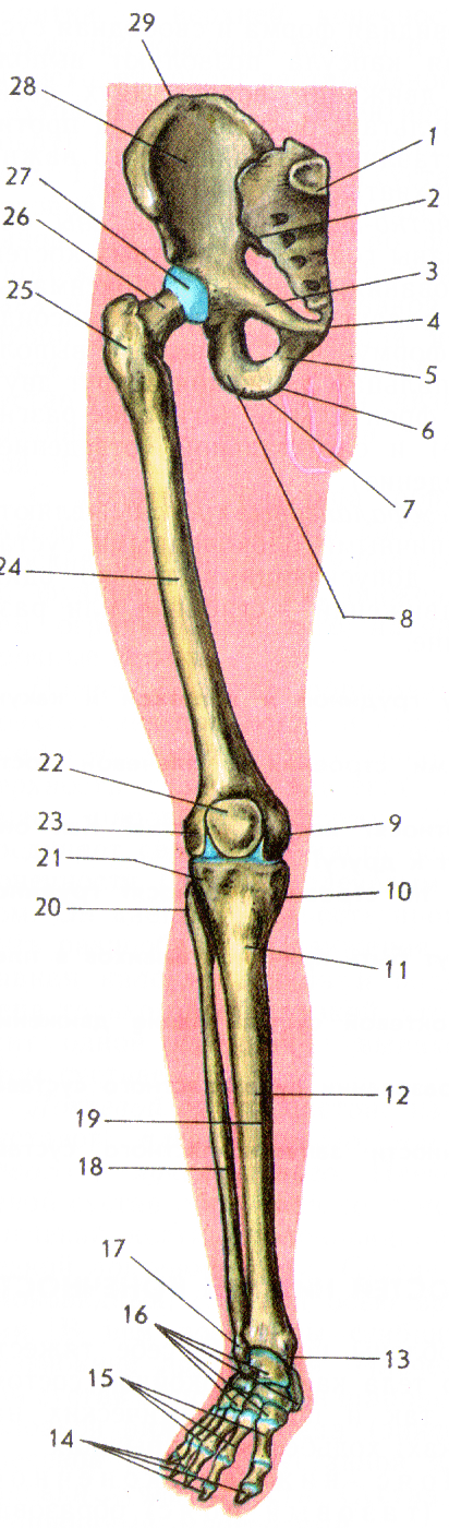 Скелет нижних конечностей человека кости. Анатомия костей нижних конечностей. Скелет нижних конечностей человека анатомия. Нижние конечности человека анатомия. Кости нижней конечности анатомия.