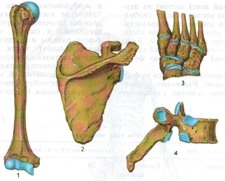 3 губчатые кости. Виды костей трубчатые губчатые плоские смешанные. Кости кости конечностей трубчатые плоские смешанные. Типы костей губчатые трубчатые. Типы костей без подписей.