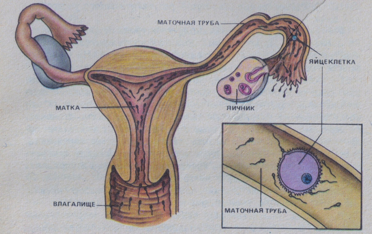 куда девается сперма в организме женщины фото 8