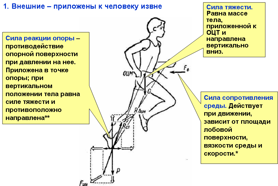Виды тяжести. Биомеханика шагательных движений и ходьбы. Силы действующие на эчеловека. Биомеханика движений человека. Силы в движениях человека в биомеханике.
