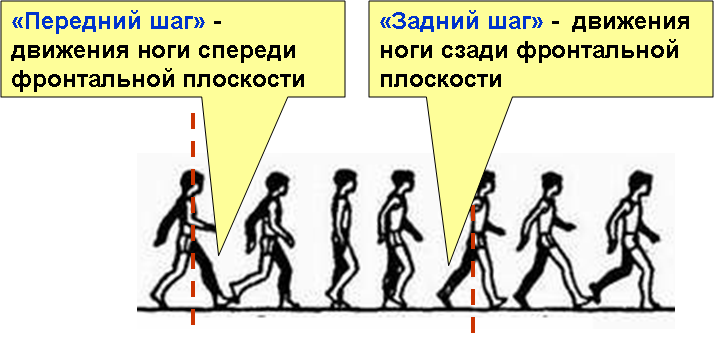 Шаг п. Биомеханика шагательных движений и ходьбы. Фазы ходьбы. Фазы ходьбы человека. Фазы походки человека.