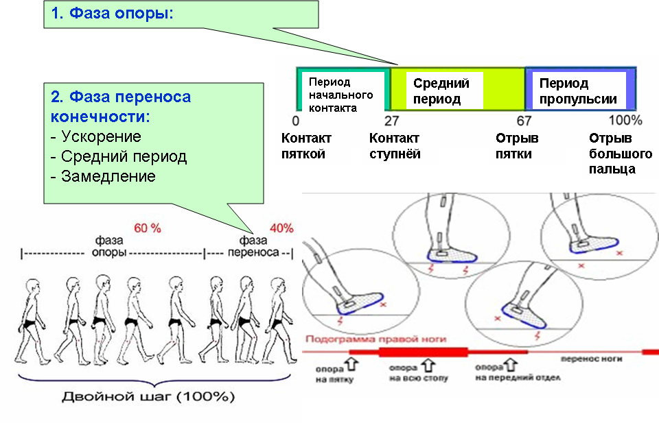 2. Биомеханика шагательных движений и ходьбы.