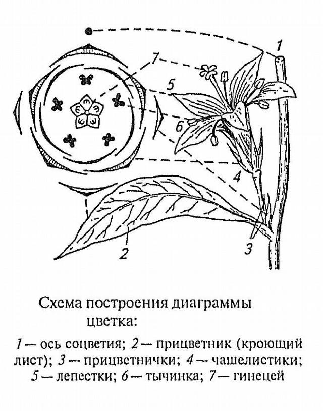 Диаграмма цветка хвойных растений. Алтей лекарственный диаграмма цветка. Семейство Лилейные диаграмма цветка. Диаграмма цветка печеночники. Диаграмма цветка покрытосеменных.