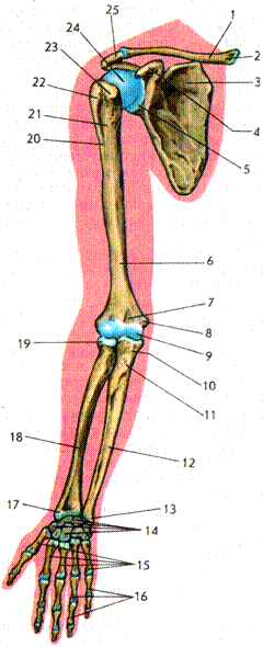 Кости предплечья соединение. Скелет верхних конечностей конечности соединения. Скелет верхней конечности плечевая кость. Плечевая кость и кости предплечья. Скелет предплечья верхней конечности.