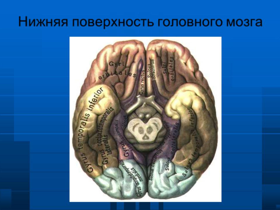 Складчатая поверхность головного мозга. Конвекситальные отделы головного мозга. Конвекситальная поверхность головного мозга. Что такое конвекситальные борозды головного мозга-. YB;yzzповерхность головного мозга.