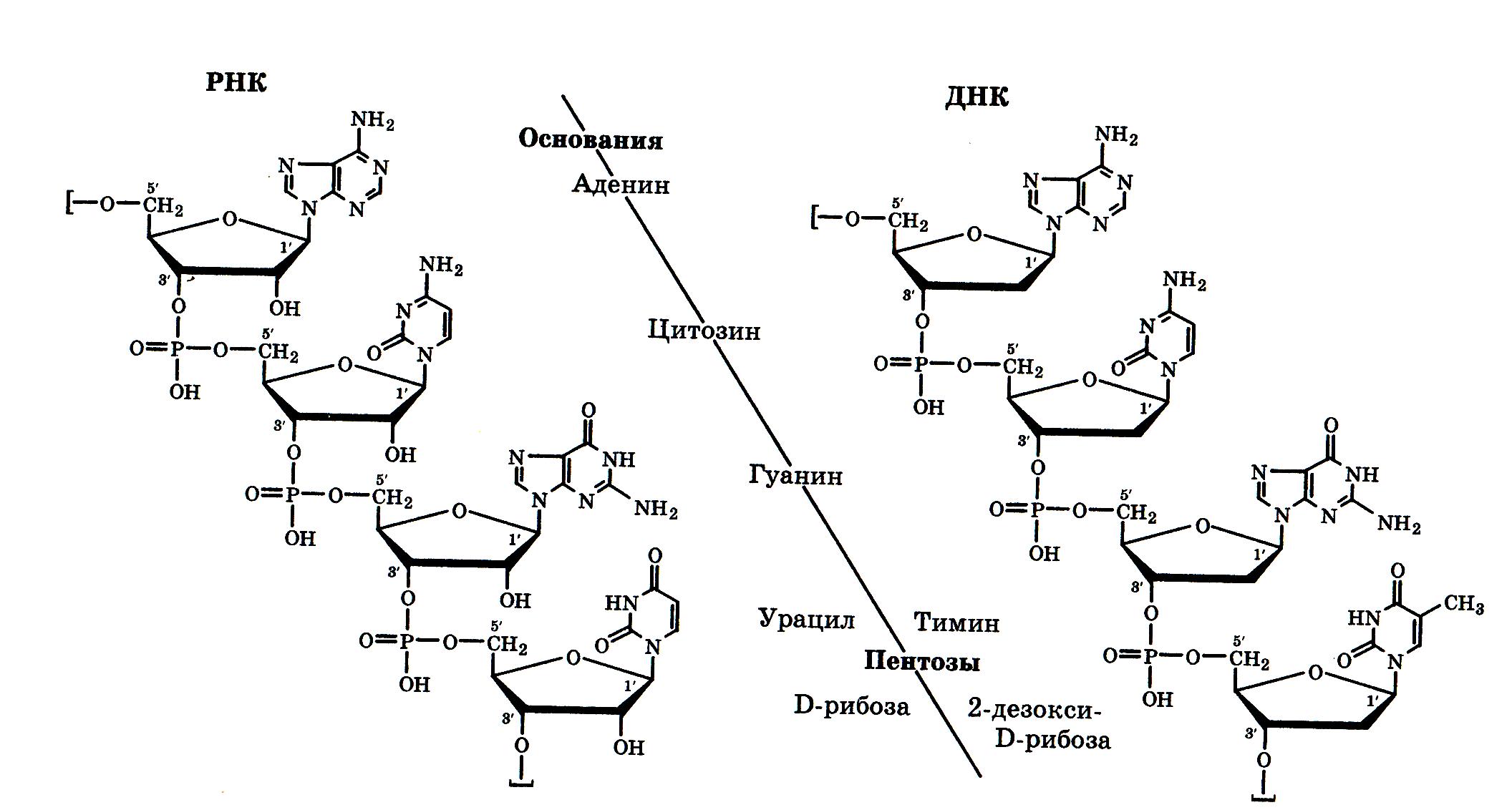 Структурная формула первичной структуры РНК