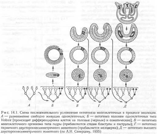 Процессы онтогенеза животных схемы