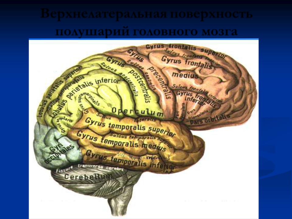 Извилины брюс. Мозг с одной извилиной. Верхнелатеральная поверхность полушария. Мозговые извилины карикатура.