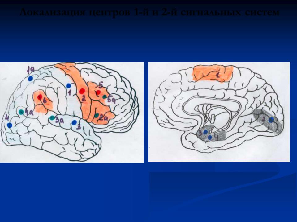 Сигнальная система головного мозга. 1 И 2 сигнальные системы. Локализация центров 2 сигнальной системы. Анализаторы второй сигнальной системы. Сигнальные системы схема.