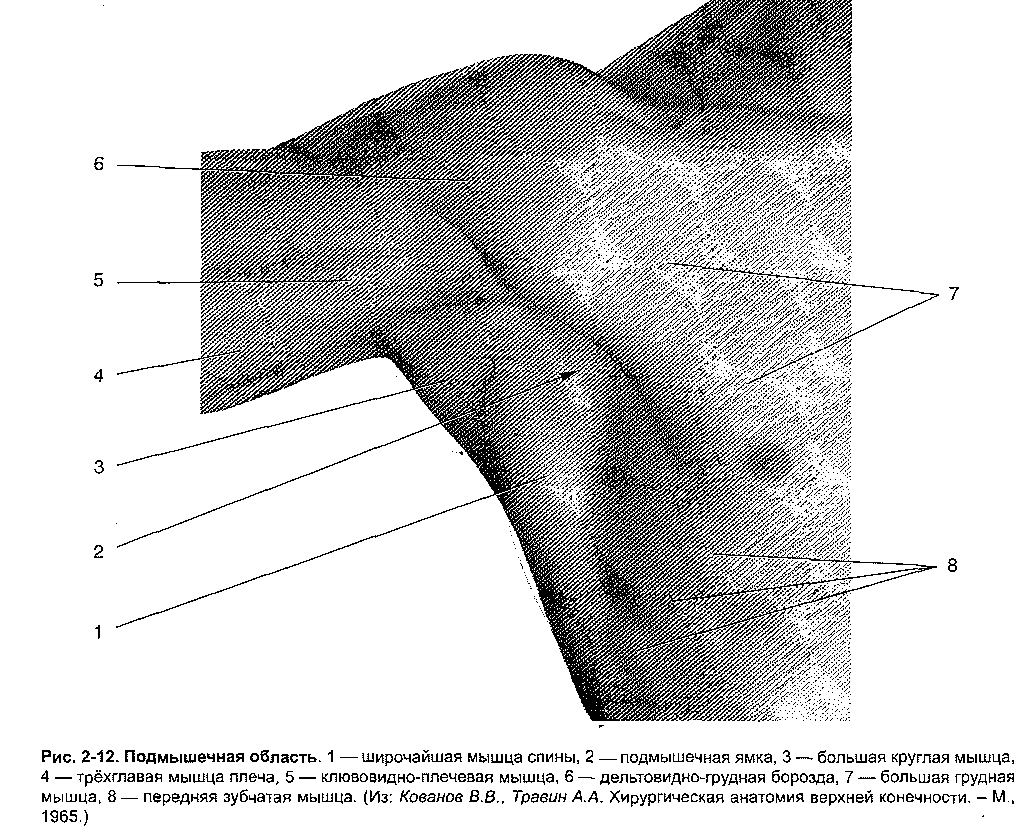 Топография подмышечной области схема