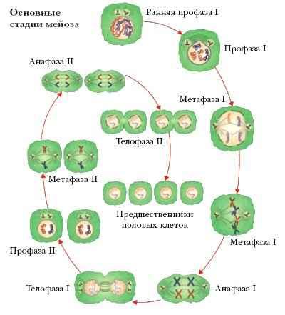 Деление клеток спорогенной ткани. Цитогенетическая характеристика митоза. Мейоз цитологическая и цитогенетическая характеристика. Мейоз растительной клетки. Мейоз у растений.