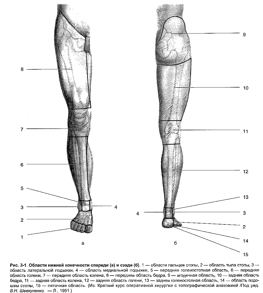 Часть ноги на б. Топографическая анатомия нижней конечности. Бедро (передняя область). Области нижней конечности человека. Области нижней конечности топографическая анатомия. Нижняя конечность анатомия нога.