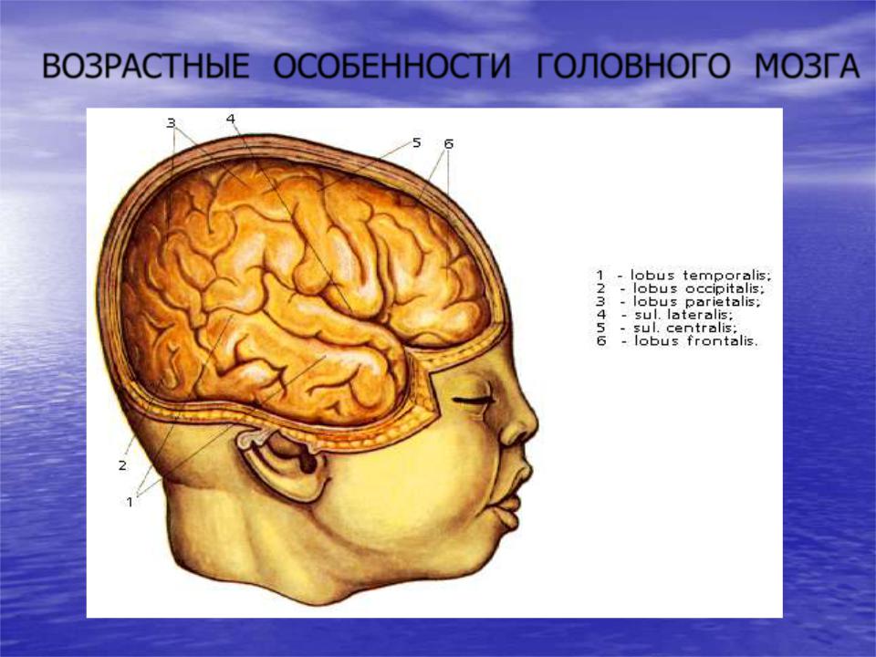 Особенности головного мозга ребенка