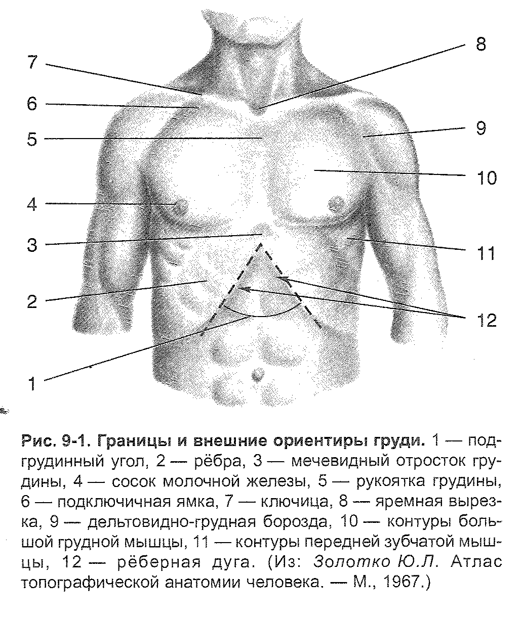 левая часть груди у мужчин фото 16