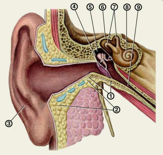 Орган слуха слуховая труба. Евстахиева труба анатомия человека. ЛОР органы анатомия евстахиева труба. Евстахиева труба анатомия.