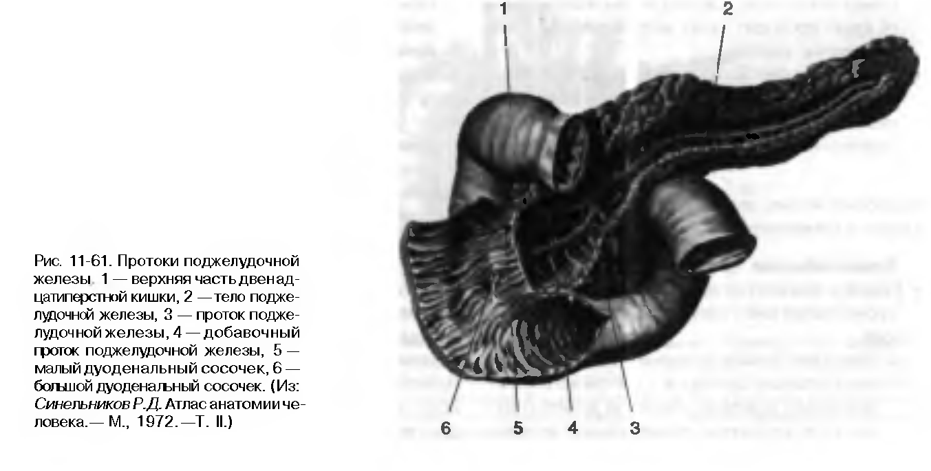 Первые органы