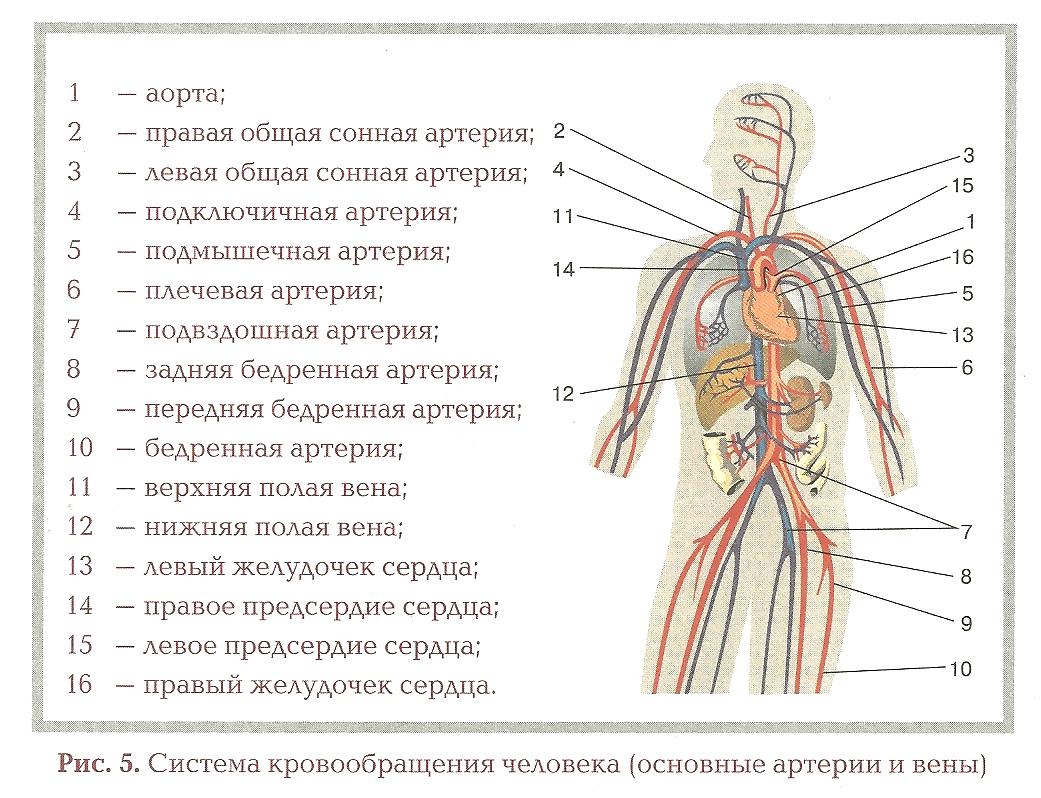 Где находится артерия и вены. Артериальная система схема артерий. Артерии у человека расположение. Артерии человека схема расположения анатомия. Основные артерии человека схема.