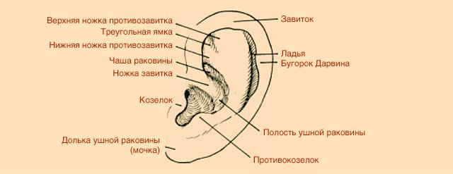 Как называется верхний. Как называются части ушной раковины. Строение ушной раковины человека схема. Схема строения уха человека наружное. Ушная раковина анатомия схема.