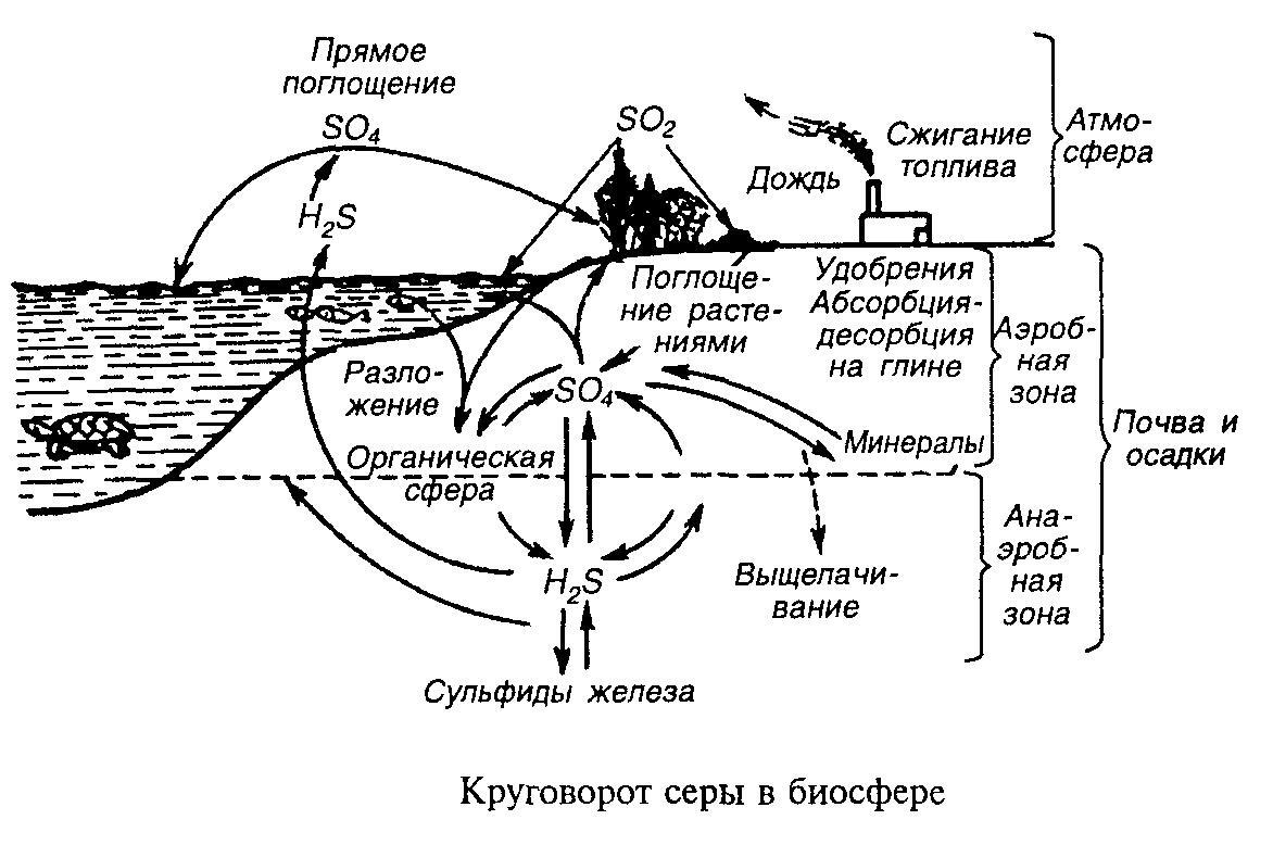 22. Круговороты веществ