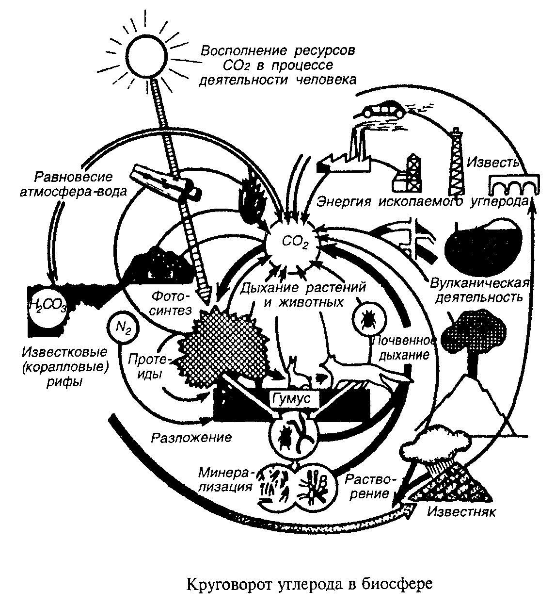 Последовательность этапов углерода. Цикл углерода в биосфере схема. Круговорот углерода в биосфере схема. Круговорот углерода (по ф. Рамад, 1981). Схема биогеохимического цикла углерода в биосфере.
