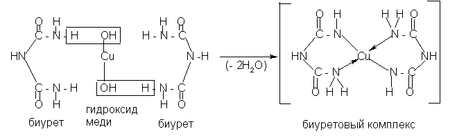 Полипептиды с азотной кислотой дают фиолетовое окрашивание. Реакция биурета с гидроксидом меди 2. Биуретовая реакция белков формула. Биуретовая реакция химическая реакция. Биуретовая реакция фенилаланин.