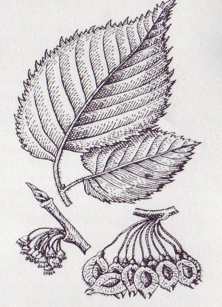 Карагач 4 буквы. 10. Вяз гладкий (Ulmus laevis). Вяз листья. Корнекап вяз. Осенний лист вяза.