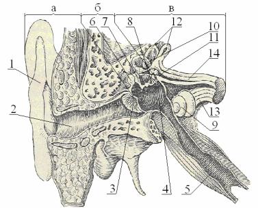 Внутреннее ухо расположено в полости кости. Рецепторный отдел органа слуха.