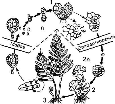 Споры хвощей клетки заростка папоротника спермии. Чередование поколений у растений презентация.