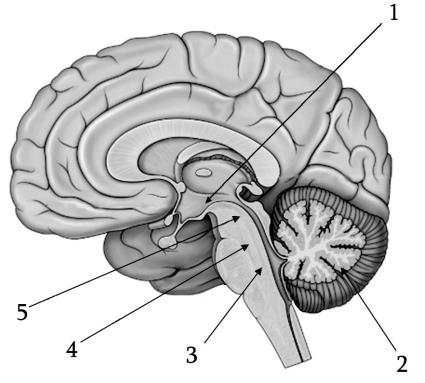 Мозг без подписей. Строение отделов головного мозга. Основные отделы головного мозга на продольном срезе. Сагиттальный разрез мозга. Строение головного мозга без подписей.