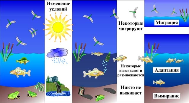 Рисунок экологические факторы среды 5 класс