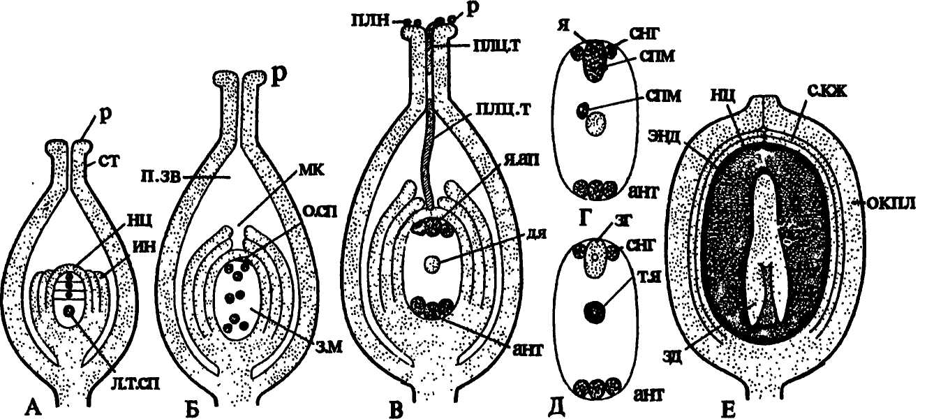 Женский гаметофит зародышевый мешок. Зародышевый мешок это гаметофит. Схема развития зародышевого мешка. Восьмиядерный зародышевый мешок. Двойное оплодотворение женский гаметофит.
