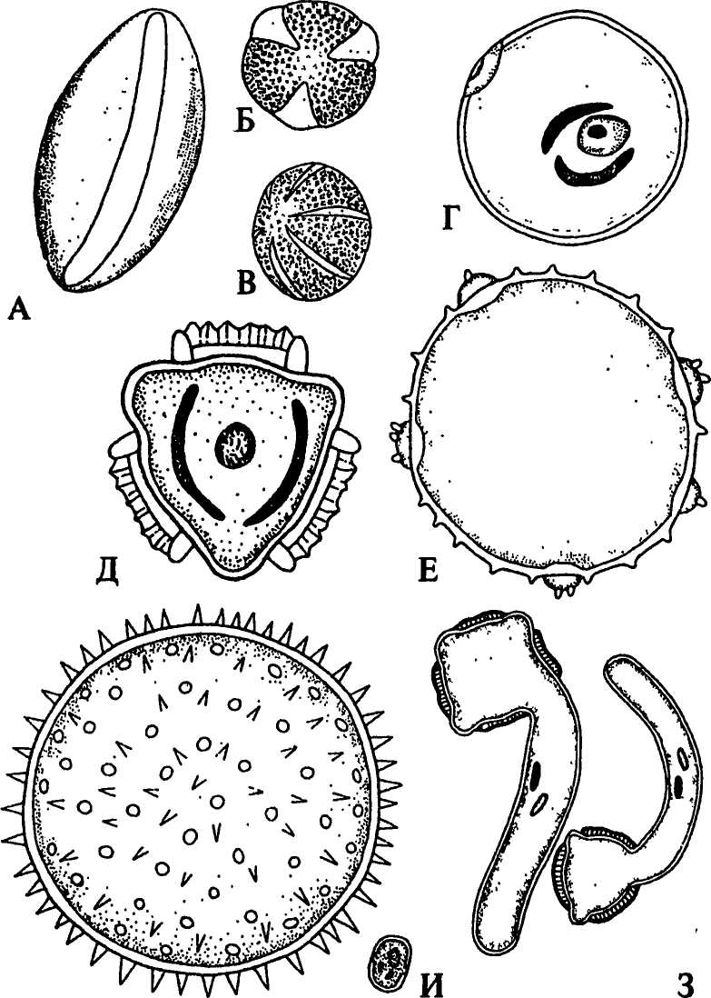 Пыльцевое зерно сосны рисунок. Микроспорогенез пыльцевого зерна. Строение пыльцевого зерна сосны обыкновенной. Строение пыльцевого зерна.