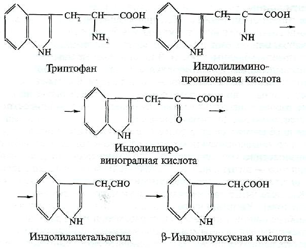 Гормоны растений как основные регуляторы роста и развития