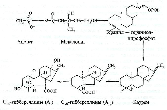 Гормоны растений как основные регуляторы роста и развития