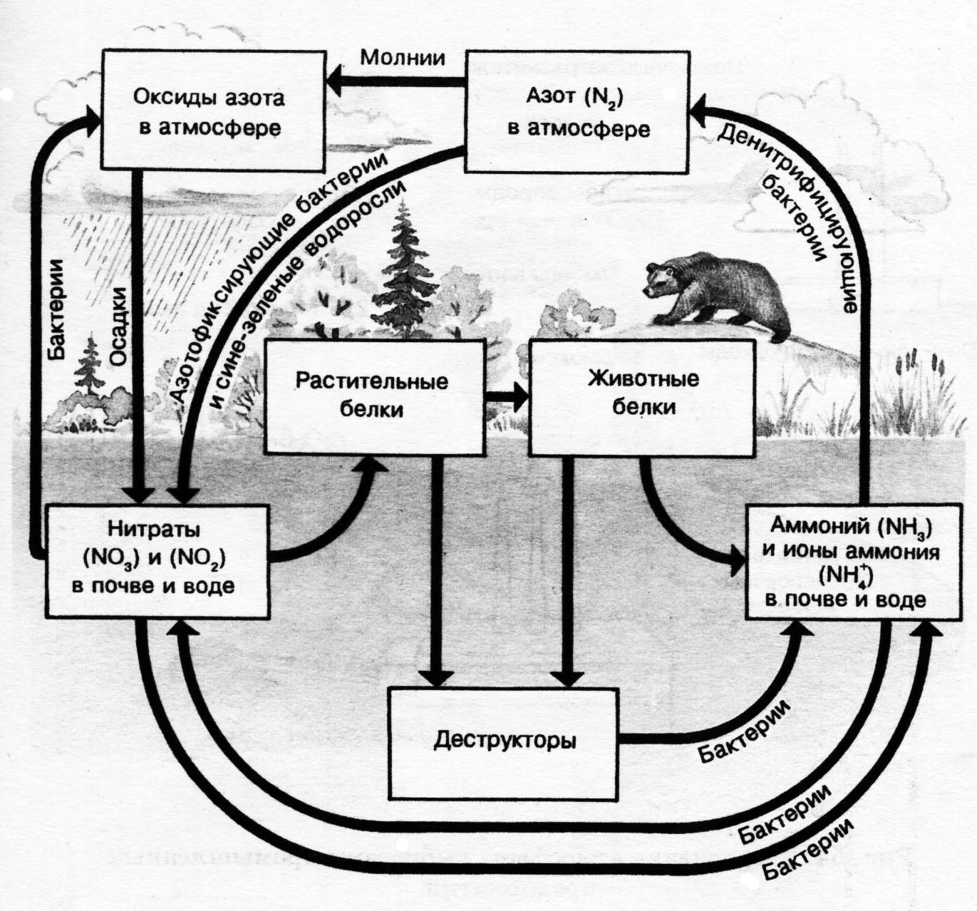 Круговорот азота в природе впр. Круговорот углерода. Биогеохимический цикл азота схема. Круговорот азота химия. Биологический круговорот азота.