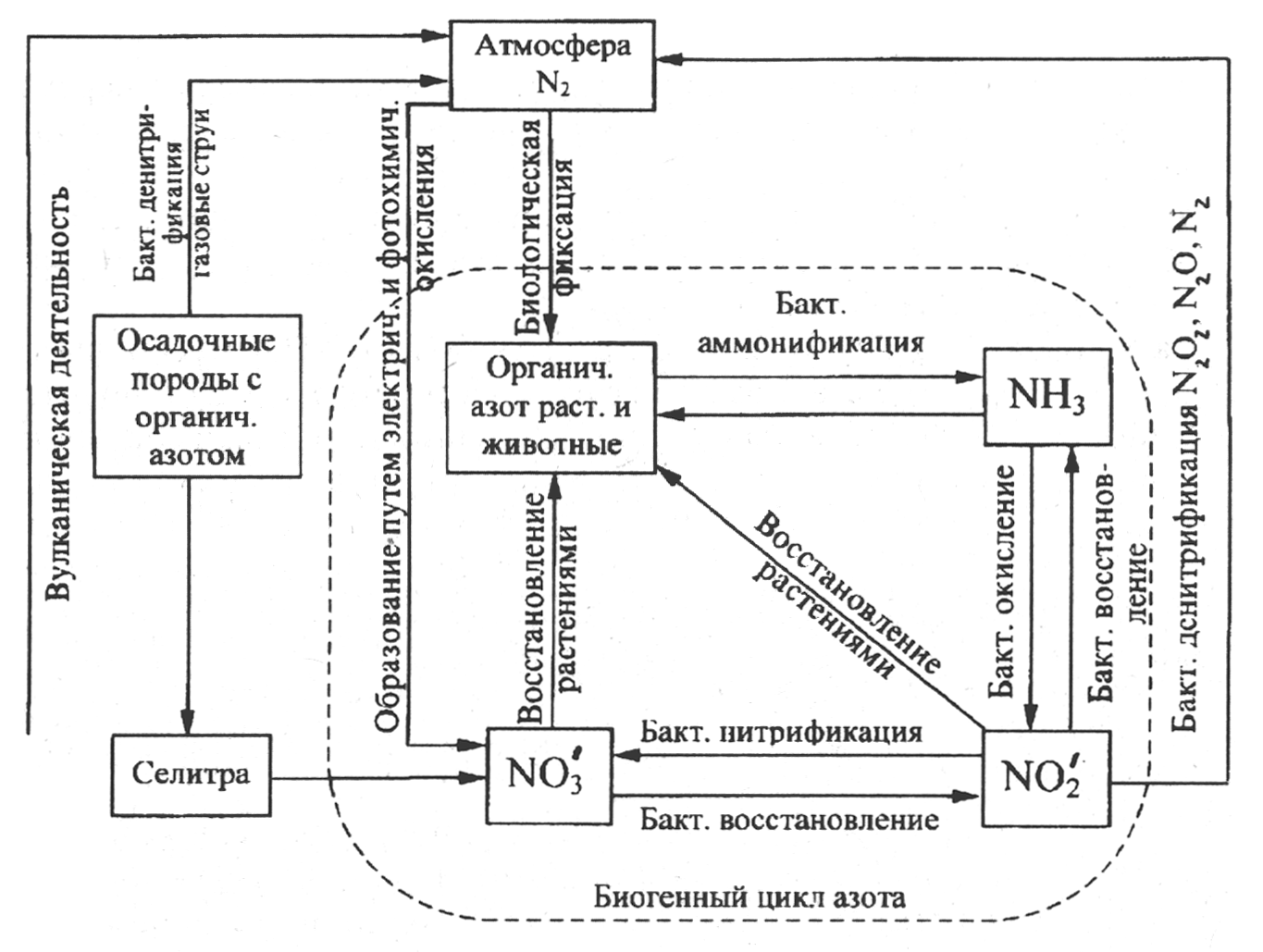 Установите последовательность круговорота азота в атмосфере
