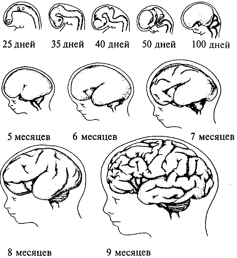 Развитие мозга возраст