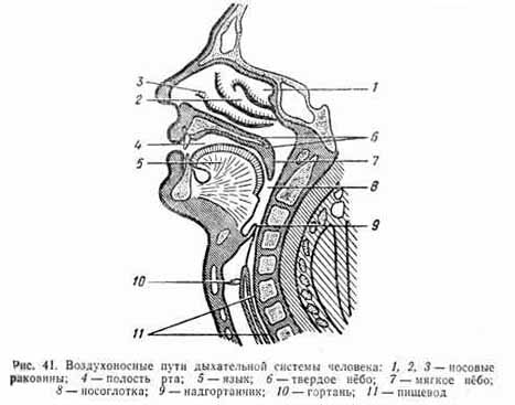 Воздухоносные пути рисунок