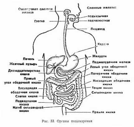 Система пищеварения схема